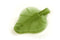 Ivory ReLeaf HVE Leaf Refill 100/Pk - OLD